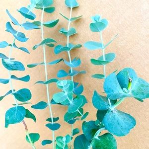 Silver Dollar Eucalyptus live plant 10” -15” tall